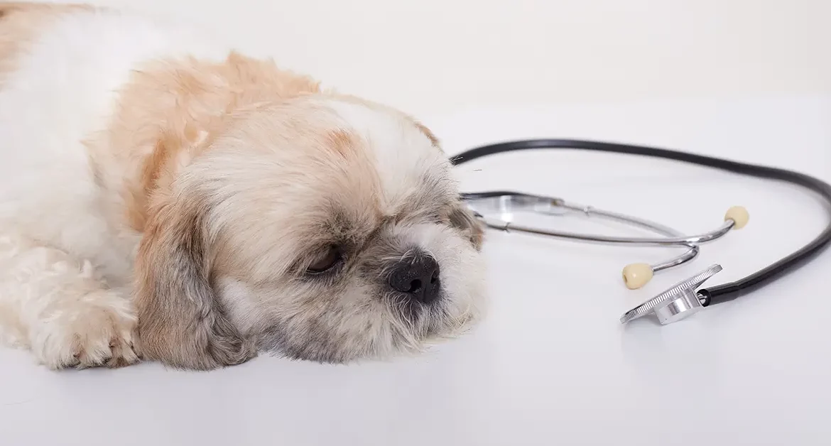 Cão pequines doente