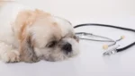 Cão pequines doente
