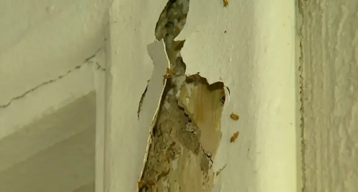 Parede do prédio destruída por cupins
